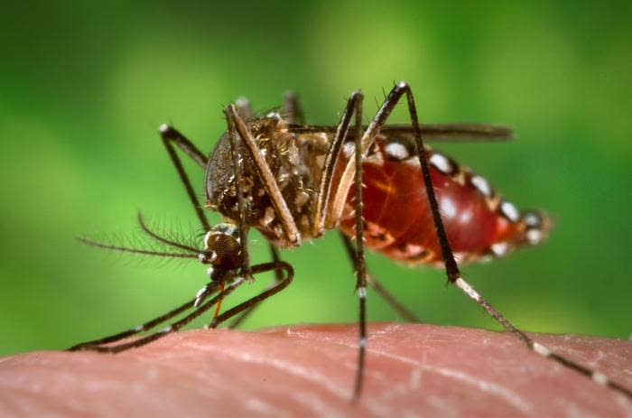 Что нужно знать о малярии